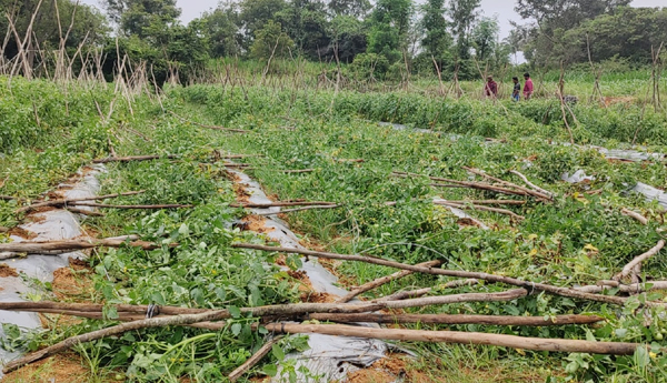 elephant attack on crop