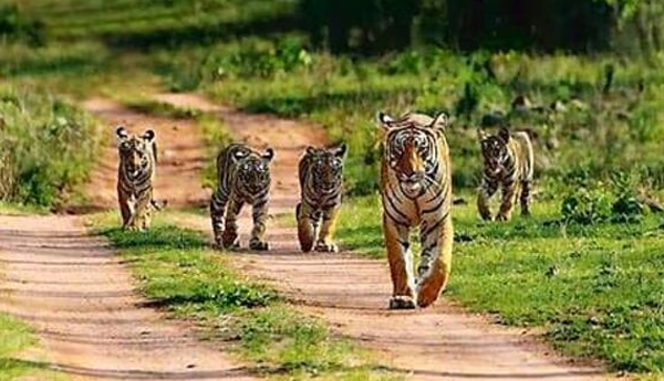 madhya-pradesh-gets-india-s-largest-tiger-reserve-in-damoh