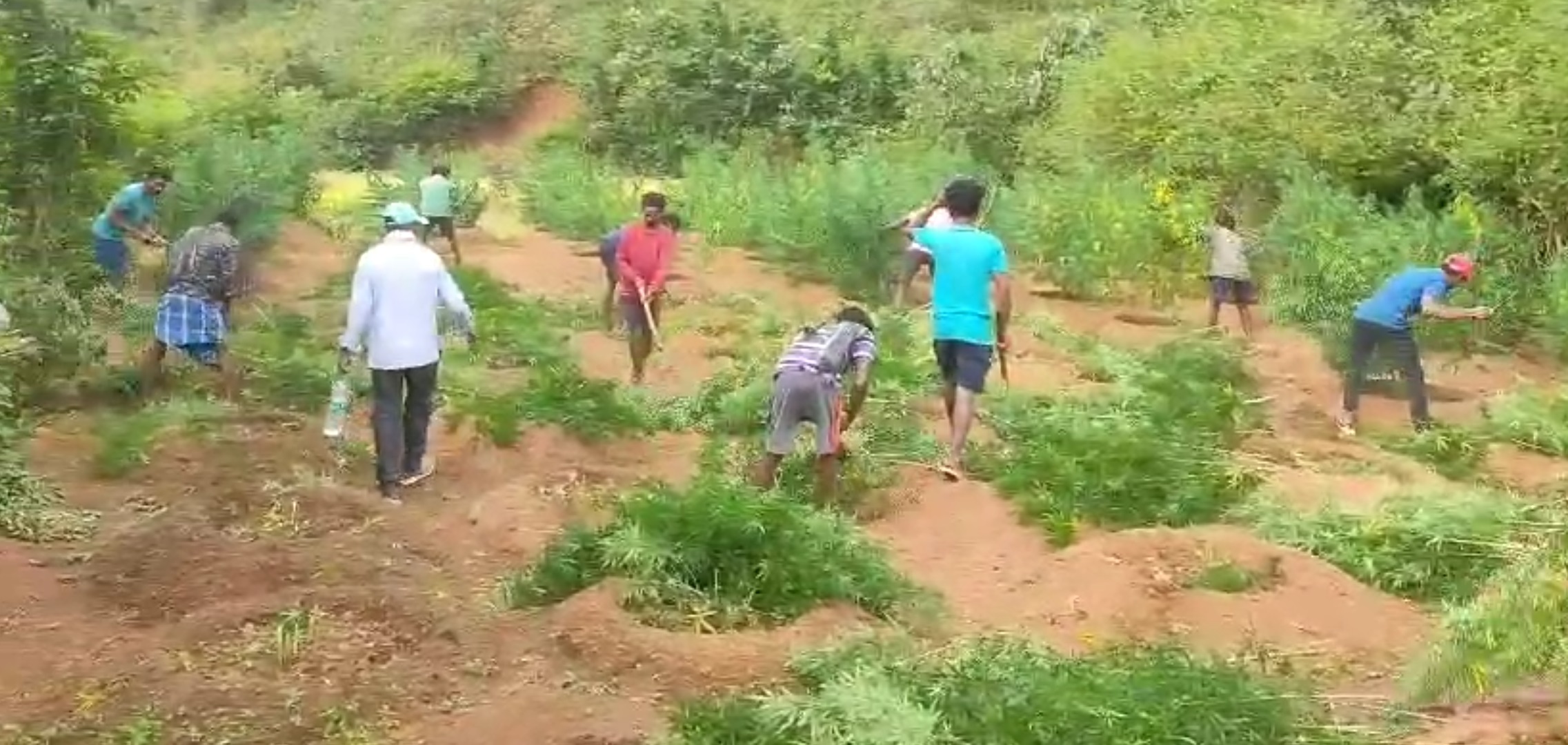 గంజాయి తోటల ధ్వంసం