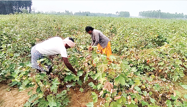 ఆరుగాలం కష్టించి పండిన పత్తి పంట దళారుల పాలవుతోంది. ప్రతి ఏడాది మాదిరిగానే ఈ సంవత్సరం కూడా పత్తి రైతుకు మద్దతు ధర దక్కడం లేదు. జిల్లాలో పత్తి కొనుగోలు