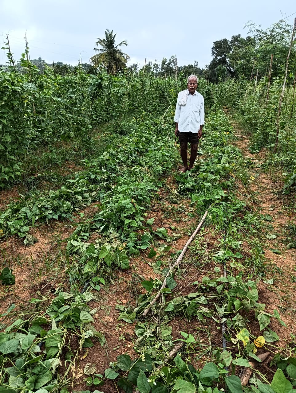 బీ'కరి' దాడులు