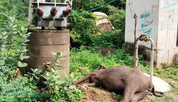 buffalo died by current shock